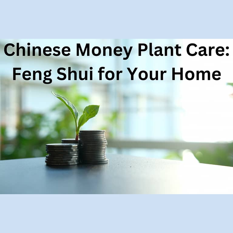 Chinese money plant care